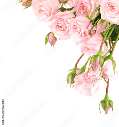 Photo: Fresh roses border Fresh roses border