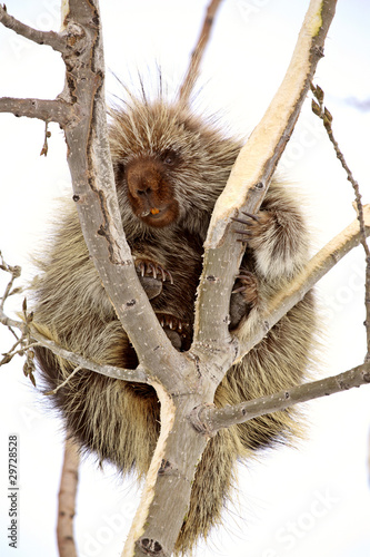 Photo: Porcupine in tree Porcupine in tree