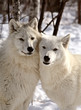 Arctic Wolves close together in winter Arctic Wolves close together in winter