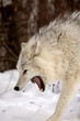 Arctic Wolf yawning in winter Arctic Wolf yawning in winter