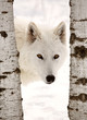 Arctic Wolf seen between two trees in winter