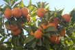 Photo: Naranjas 92 Naranjas 92
