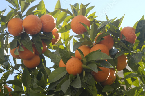 Foto: Naranjas 92 Naranjas 92