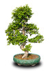 Bonsai tree isolated on white background