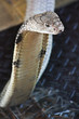 Cobra