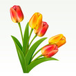 Bouquet from red tulips on on a white background