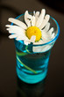 Camommile Flower
