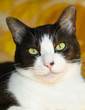 Photo: Fat cat Fat cat