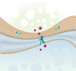 cell membrane