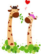 Giraffe Couple