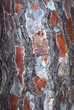 CORTEZA DEL TRONCO DE UN PINO PIÑONERO, PINUS PINEA CORTEZA DEL TRONCO DE UN PINO PIÑONERO, PINUS PINEA