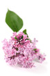 Purple lilac Purple lilac