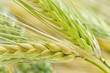 ears of corn
