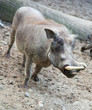 African warthog in nature African warthog in nature