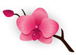 Beautiful pink Orchid