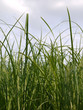 Gras