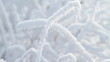 snow covered branch.