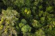 Rain Forest on the road to Kuranda