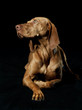 Magyar Vizsla vor schwarzem Hintergrund