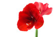 Amaryllis