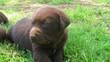 Curious Labrador Retriever Puppy