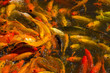 The view of Koi (fish) feeding frenzy in pond The view of Koi (fish) feeding frenzy in pond