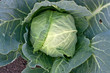 White cabbage.