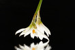 Flowers the white small Flowers the white small