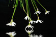Flowers the white small Flowers the white small