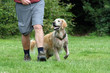 Golden Retriever beim Training