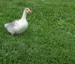 kleine gans