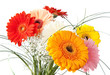 Gerbera daisy bouquet isolated on white