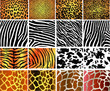 Collection of 16 vector skin animal texture