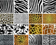 Collection of 16 vector skin animal texture Collection of 16 vector skin animal texture