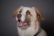 chien