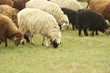 Sheeps on a meadow