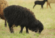 Sheeps on a meadow