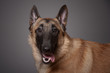 chien