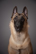 chien