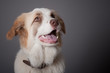 chien
