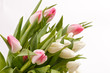 beautiful tulips beautiful tulips