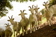 goats