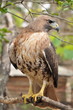 The best hunter in the world - falcon