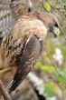 The falcon in the cuban reservation