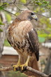 Dangerous bird - falcon