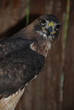 Fabulous wild flacon