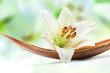 Foto: Beautiful white lily flower on a coco palm leaf Beautiful white lily flower on a coco palm leaf