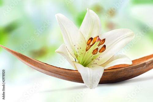 Foto: Beautiful white lily flower on a coco palm leaf Beautiful white lily flower on a coco palm leaf