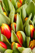 beautiful tulips beautiful tulips