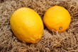 Two Lemons Two Lemons